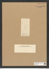 Diatomeae indet. Zeichnungen Sammlung Grunow Nr. 7032 (NHMW-BOT-W0375956)